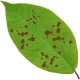 Fungicides Fungicides