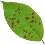 Fungicides