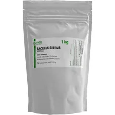 Bacillus subtilis